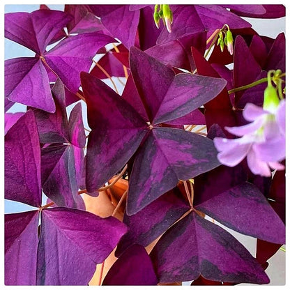 Oxalis Triangularis / Trébol Africano