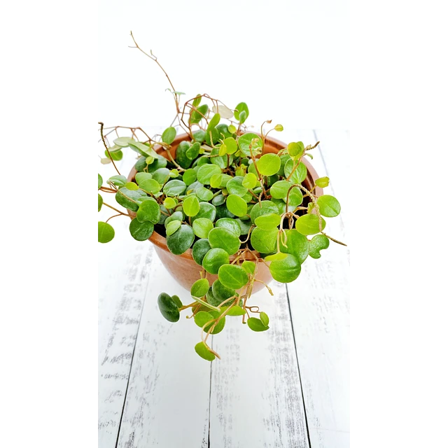 Peperomia pepperspot