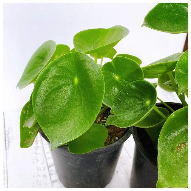 Peperomia Polybotrya