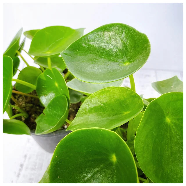 Peperomia Polybotrya