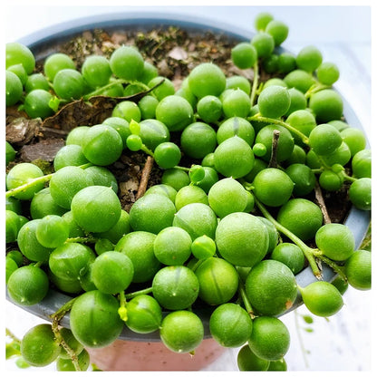 Rosario (curio rolewyanus)