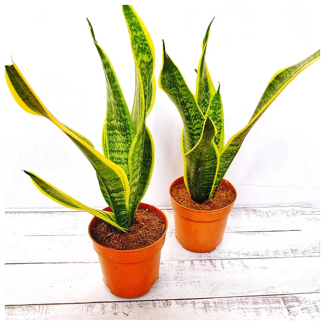 Sansevierias