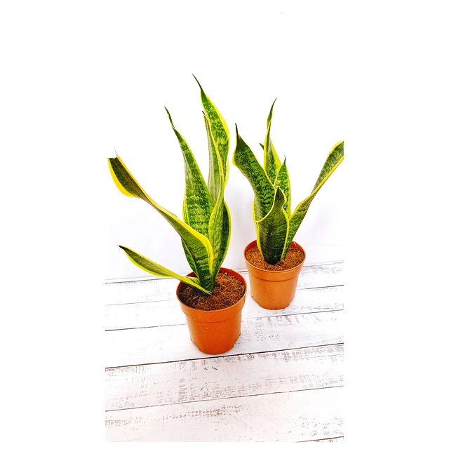 Sansevierias