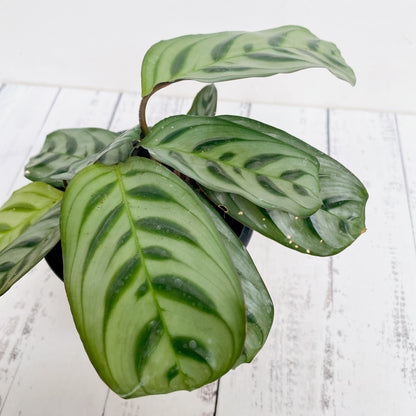 Calathea  Burle Max