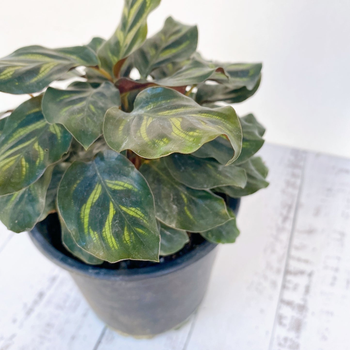 Calathea Makoyana