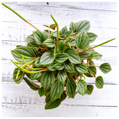 Peperomia napoli night