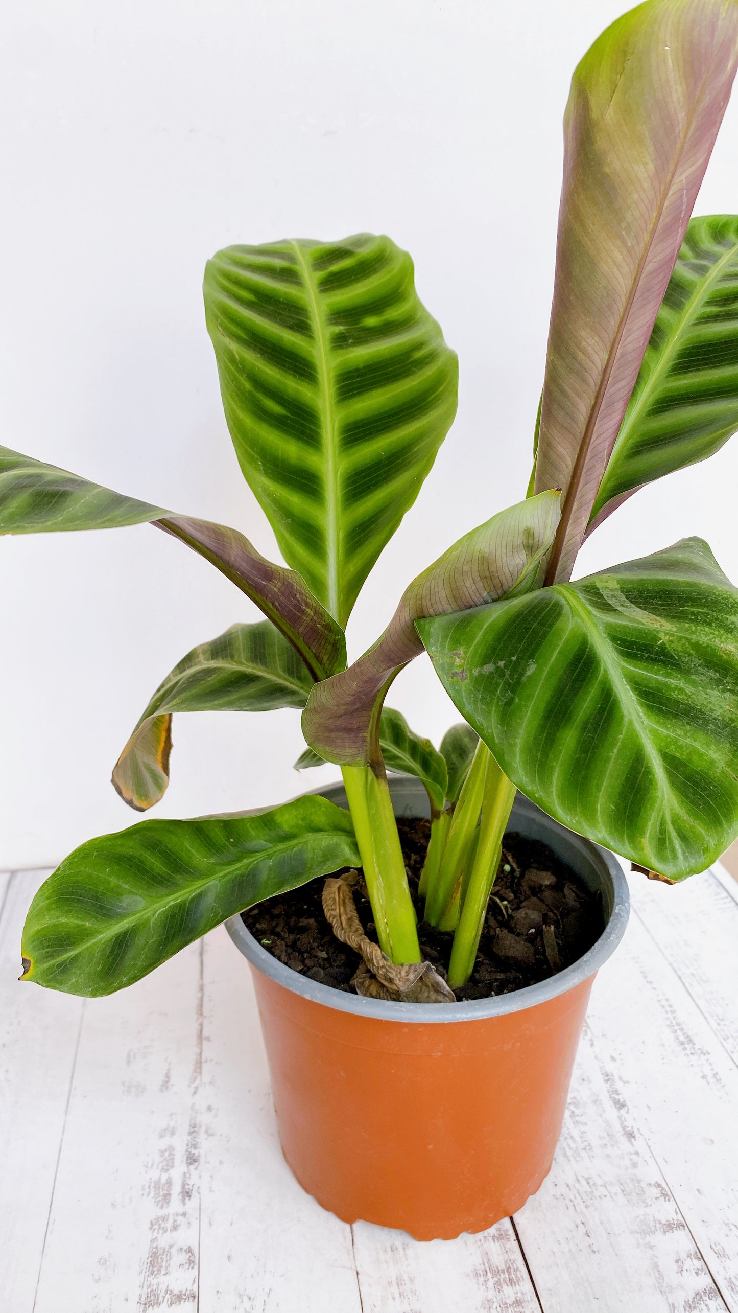 Calathea Zebrina