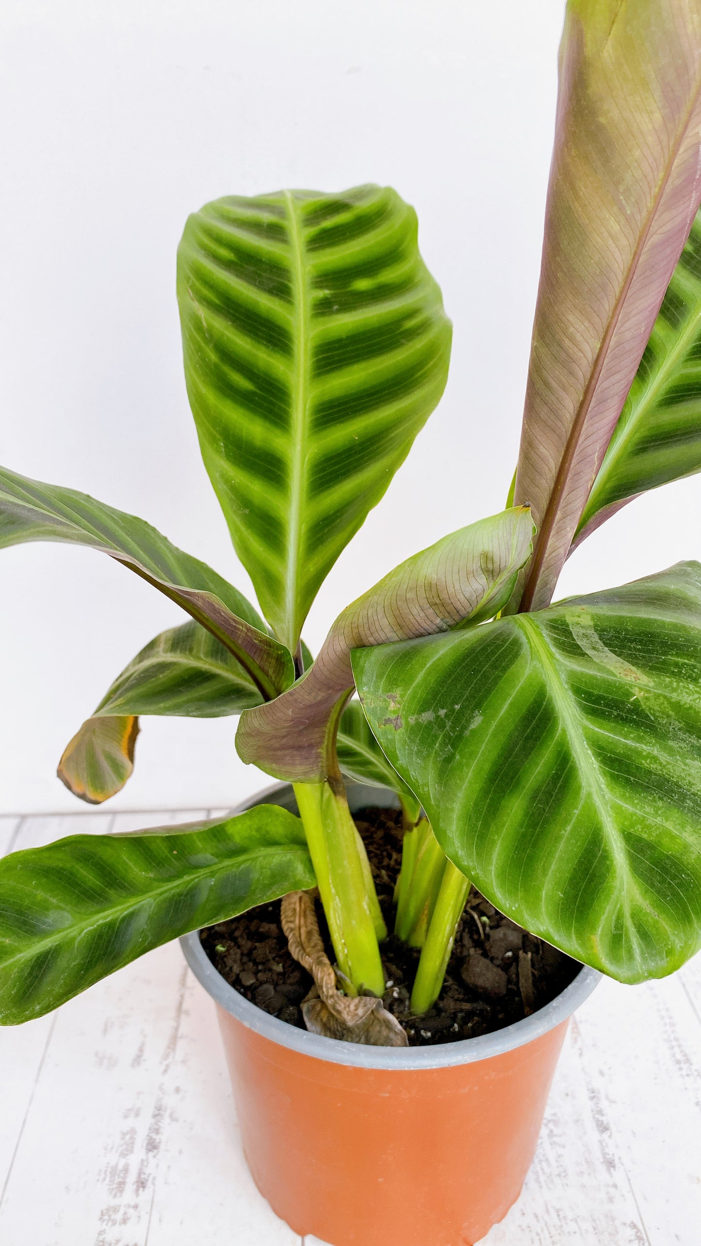 Calathea Zebrina