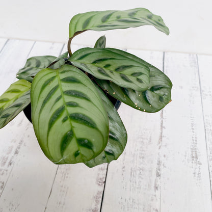 Calathea  Burle Max