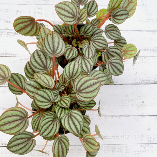 Peperomia piccolo banda