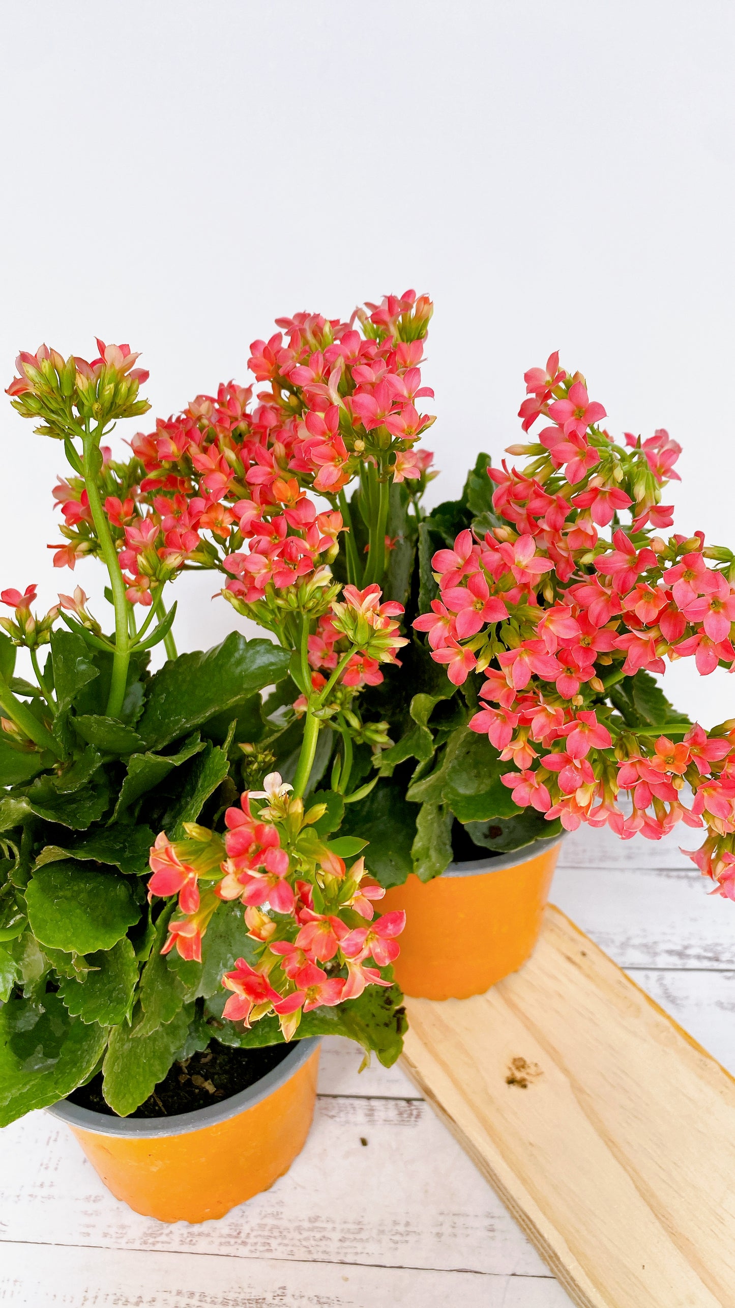 Kalanchoe florido