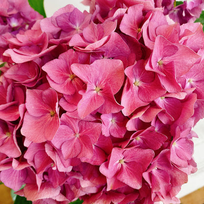 Hortensias