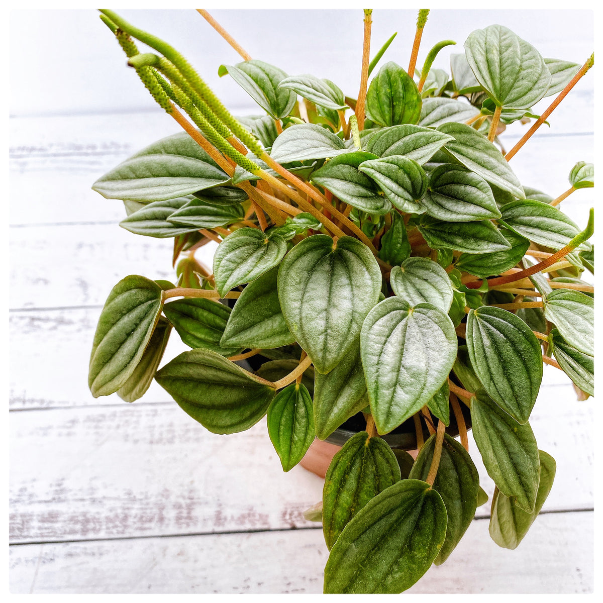 Peperomia napoli night