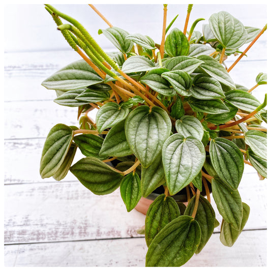 Peperomia napoli night