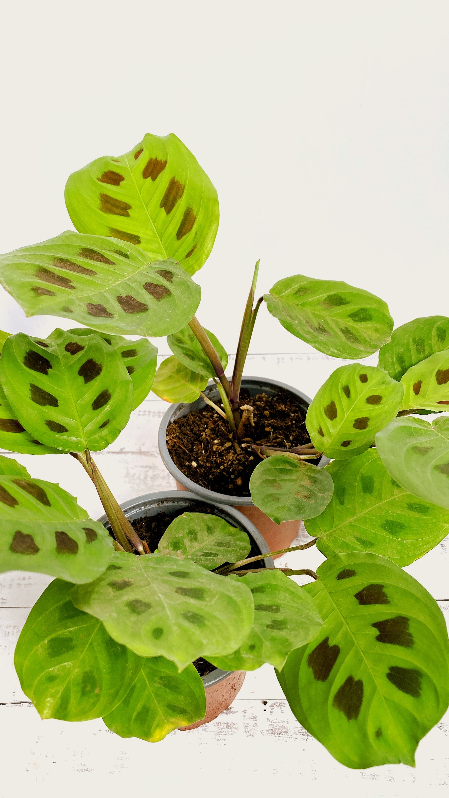 Maranta Kerchoveana (sapito)