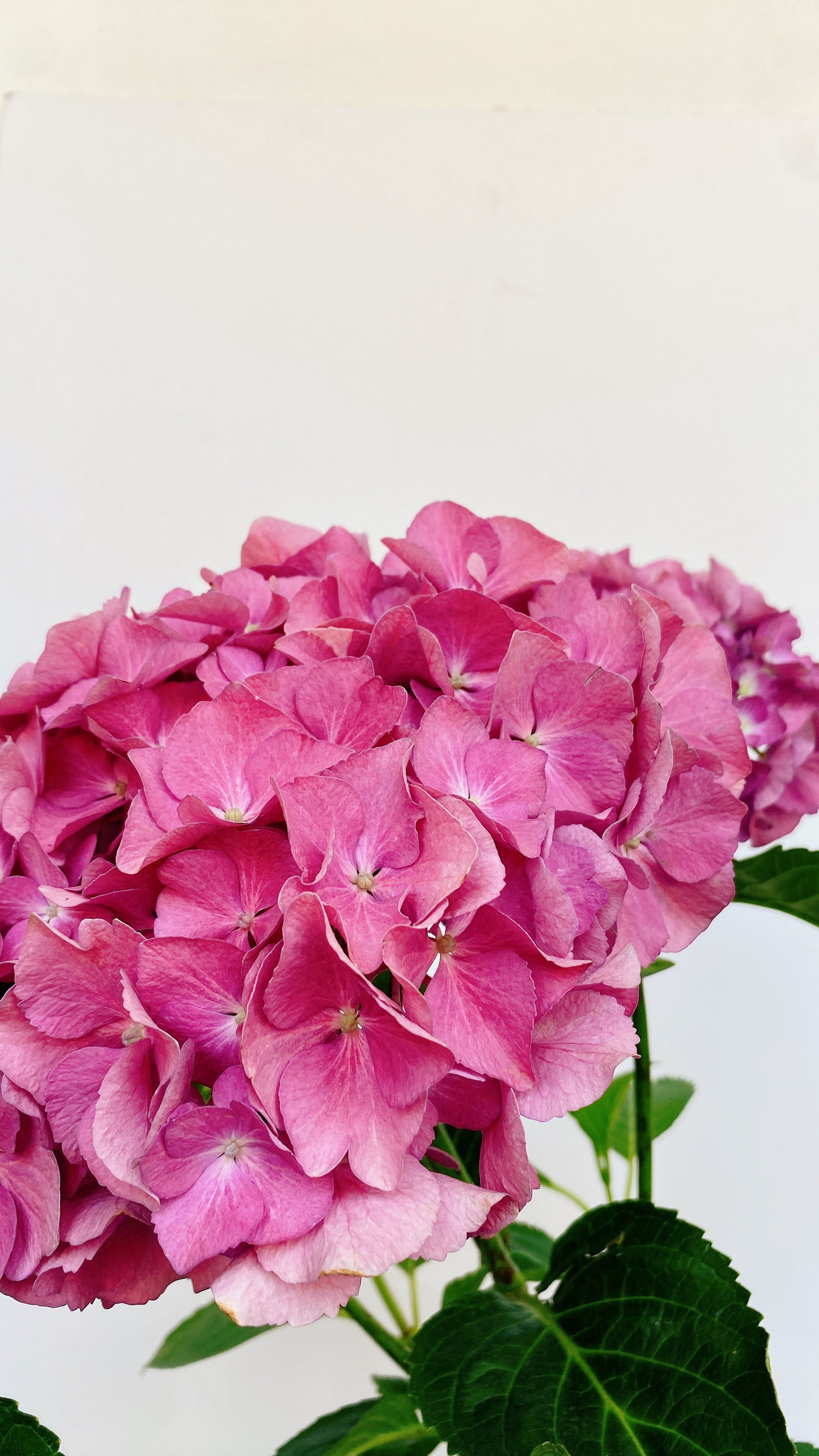 Hortensias