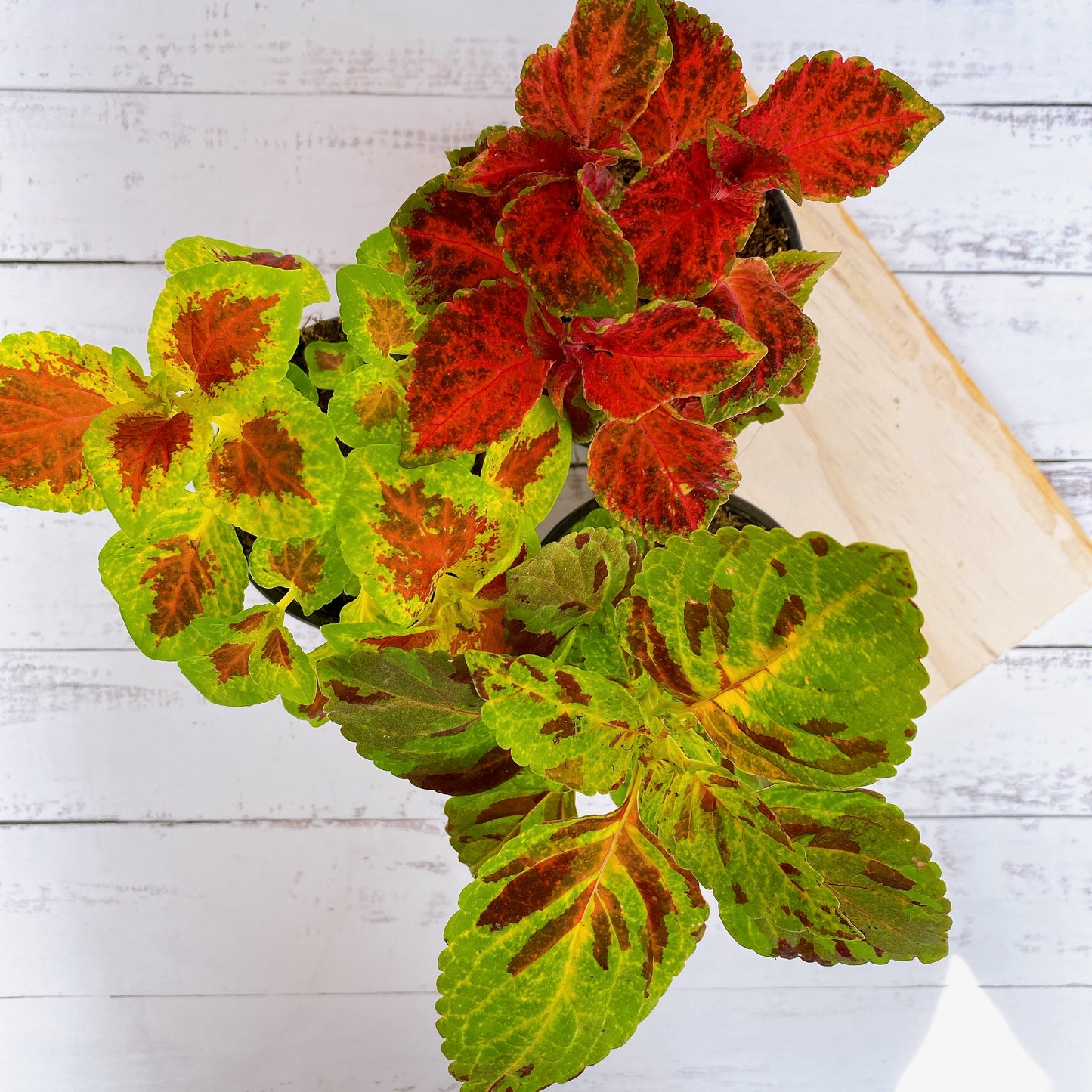 Coleus