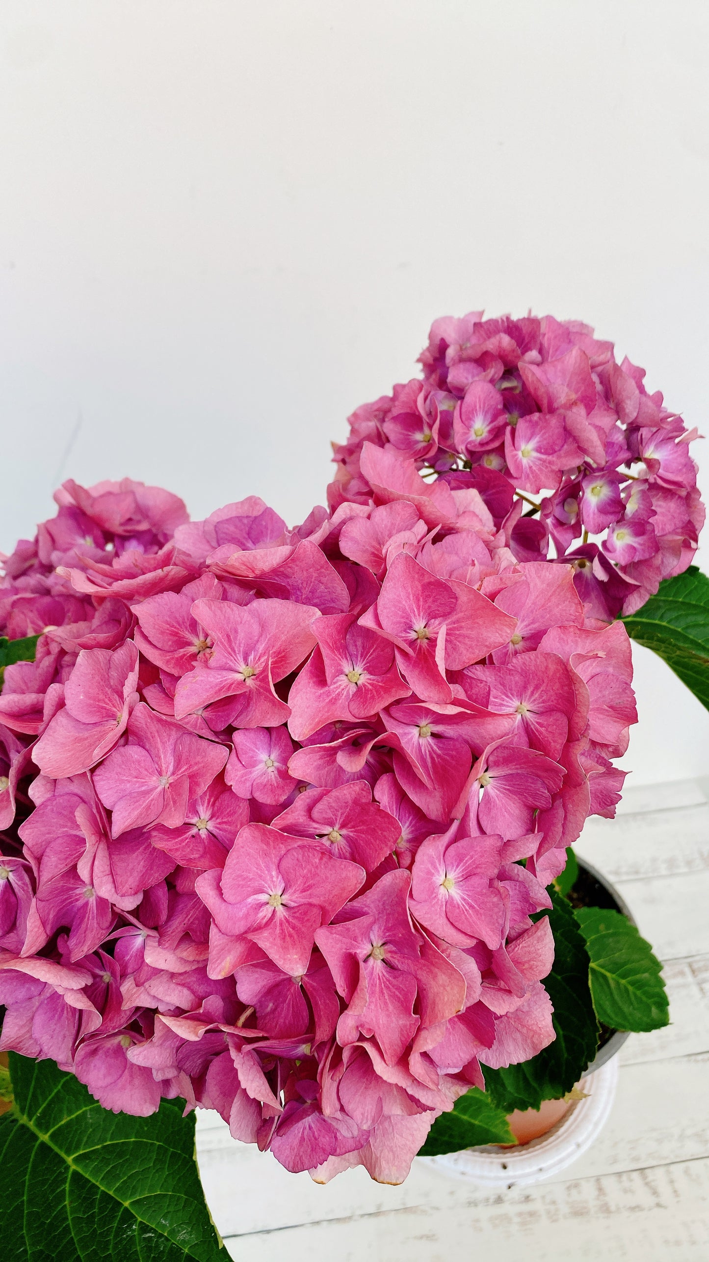 Hortensias