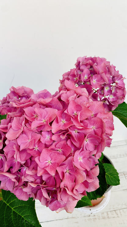 Hortensias