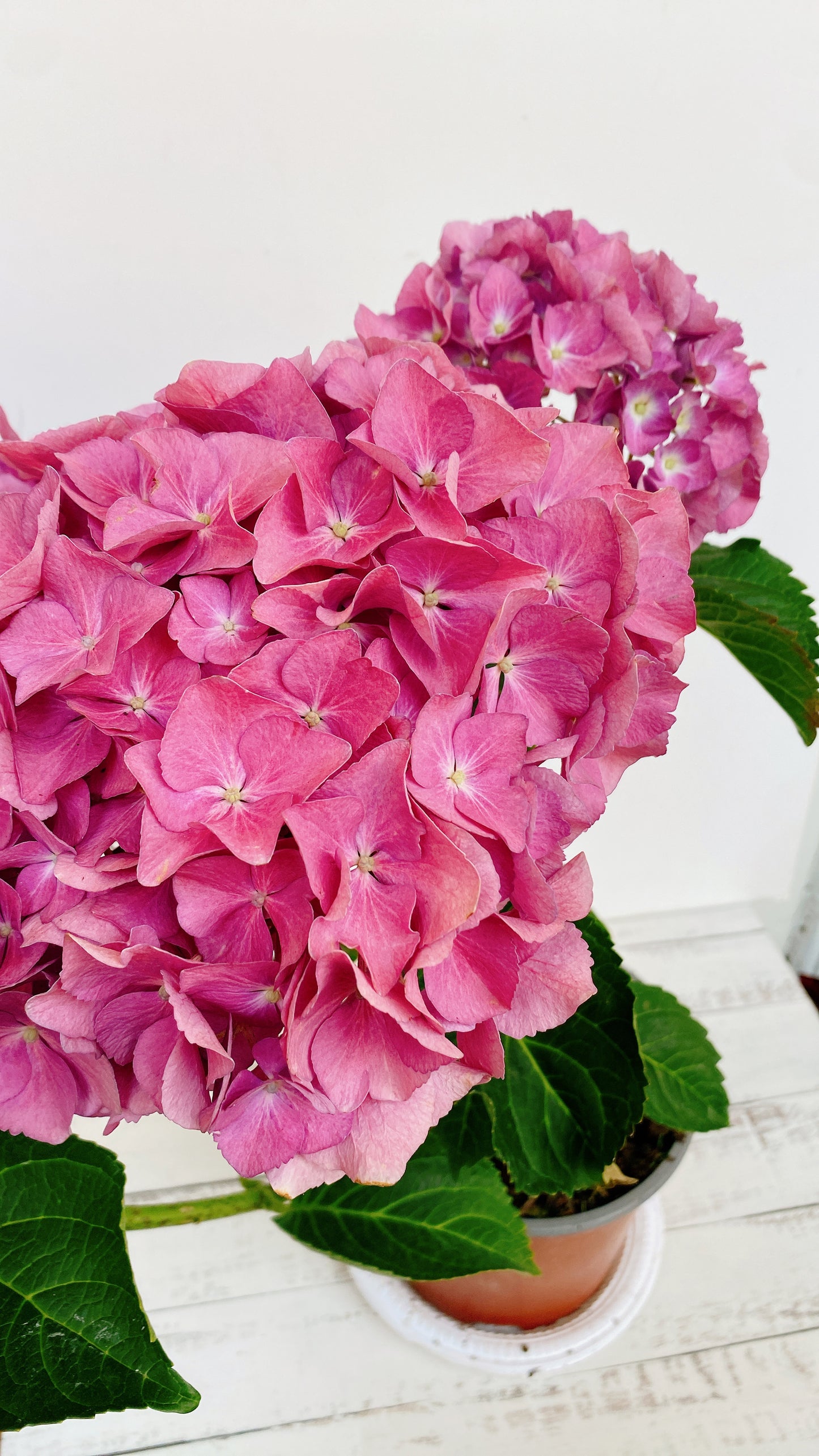 Hortensias