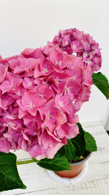 Hortensias