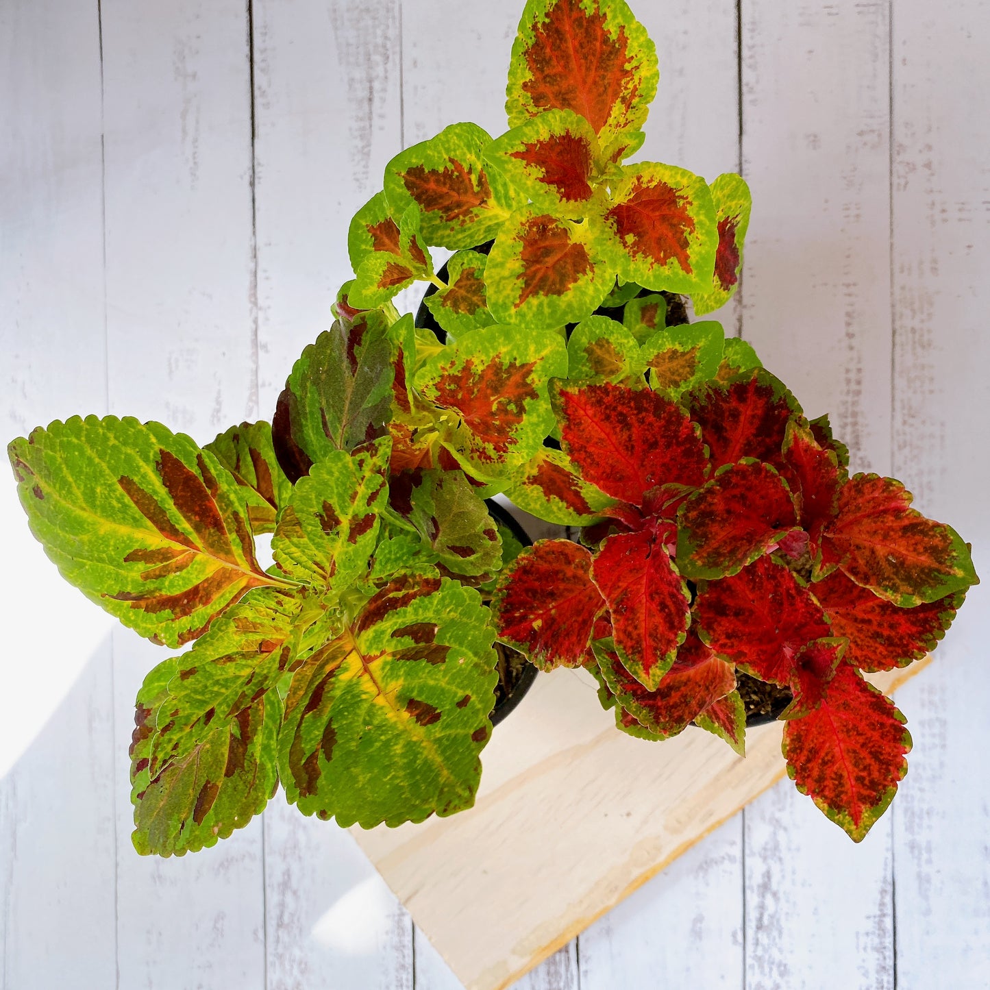 Coleus