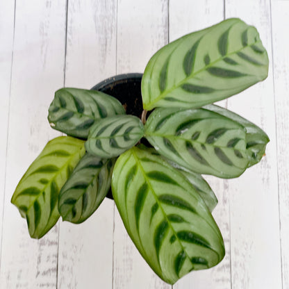 Calathea  Burle Max