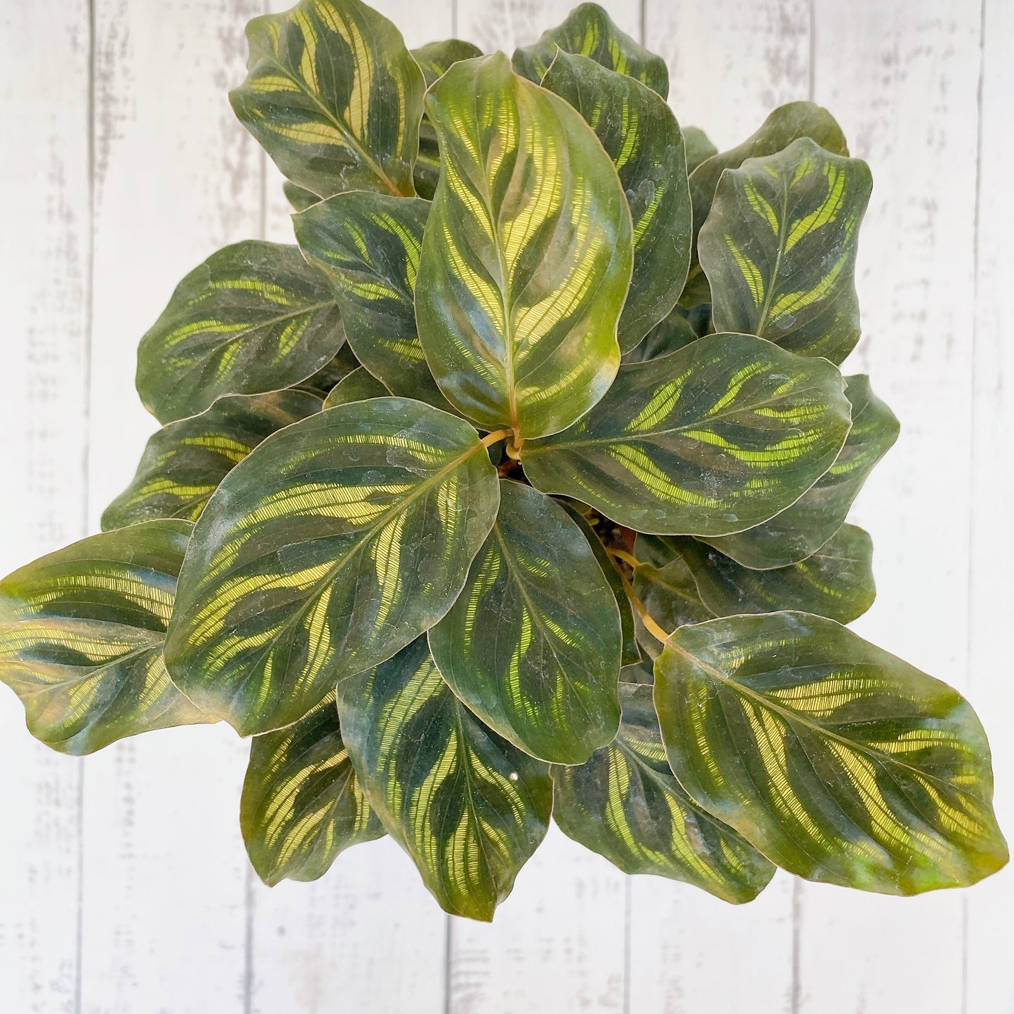 Calathea Makoyana