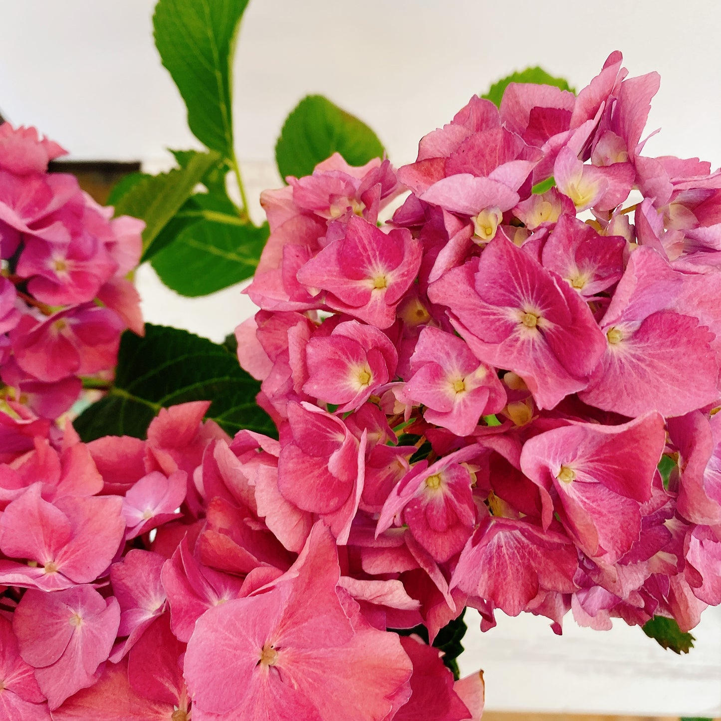 Hortensias