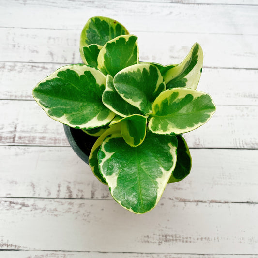 Peperomia Obtusifolia Variegata