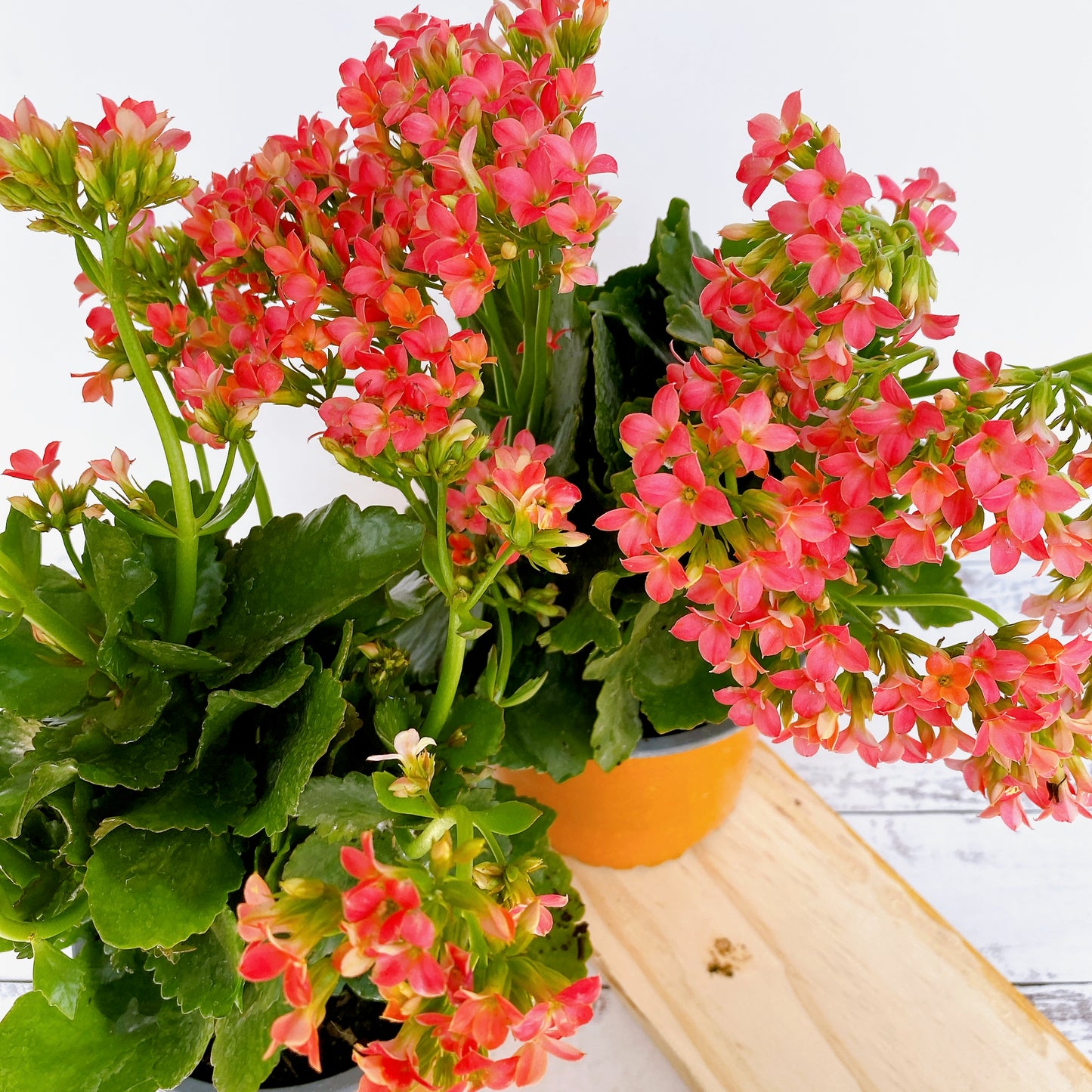 Kalanchoe florido