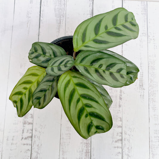 Calathea  Burle Max