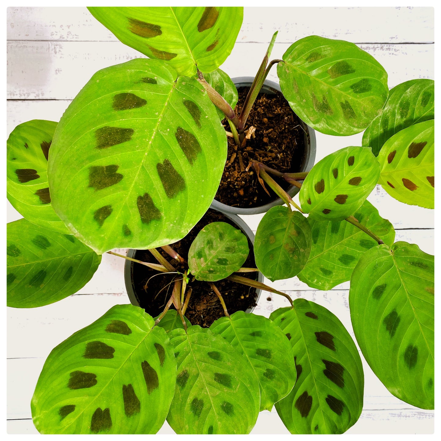 Maranta Kerchoveana (sapito)