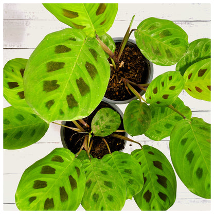 Maranta Kerchoveana | maranta Sapito 🐸