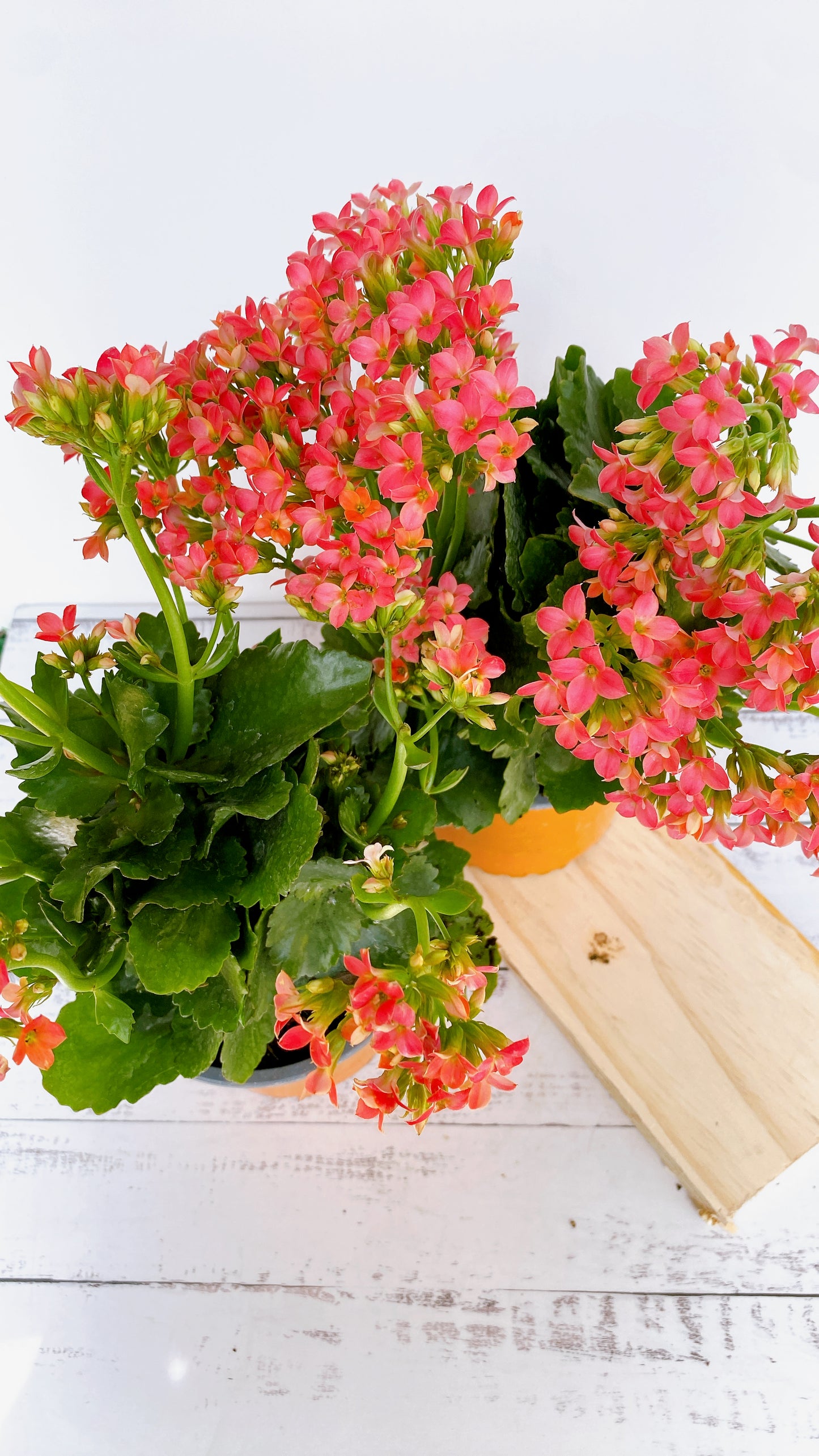 Kalanchoe florido