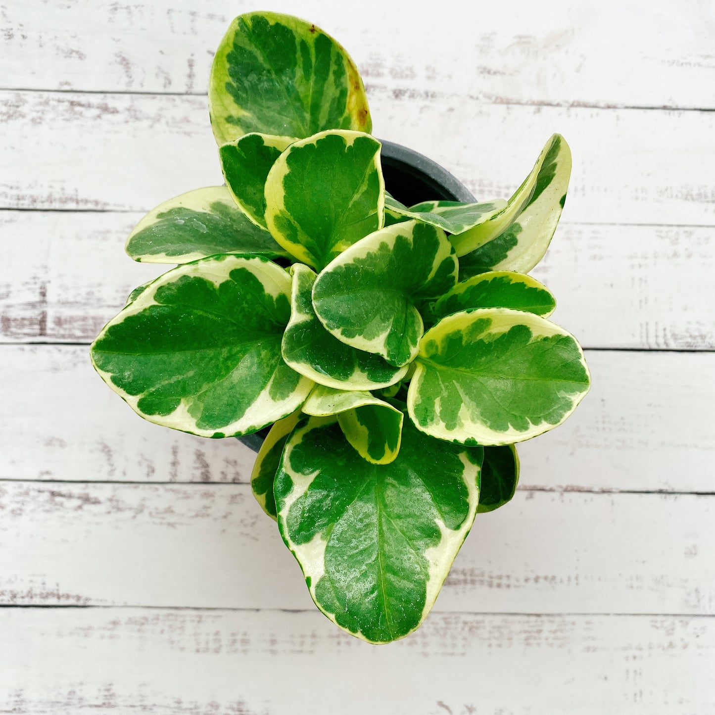 Peperomia Obtusifolia Variegata